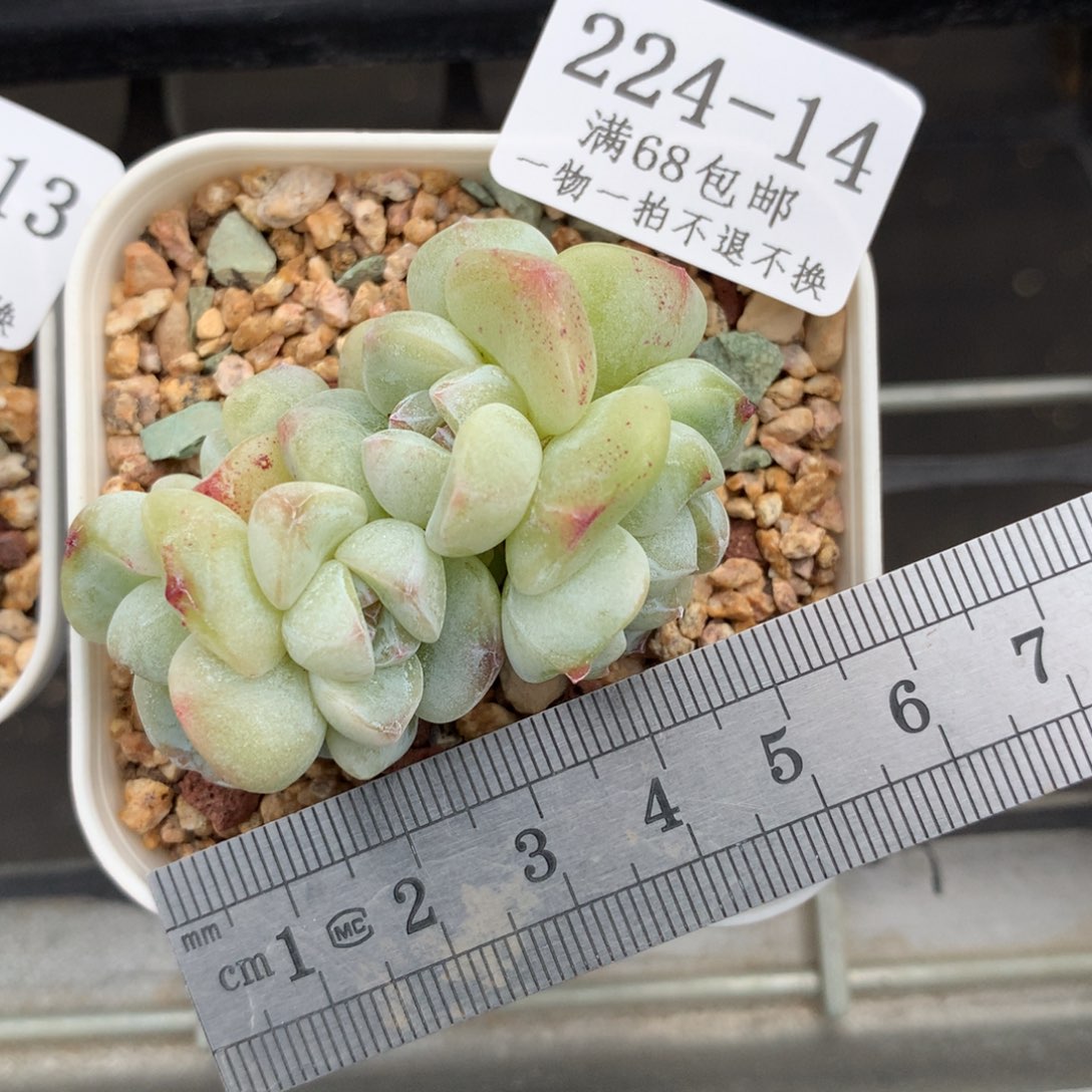 14。翡翠冰玉六头带崽。