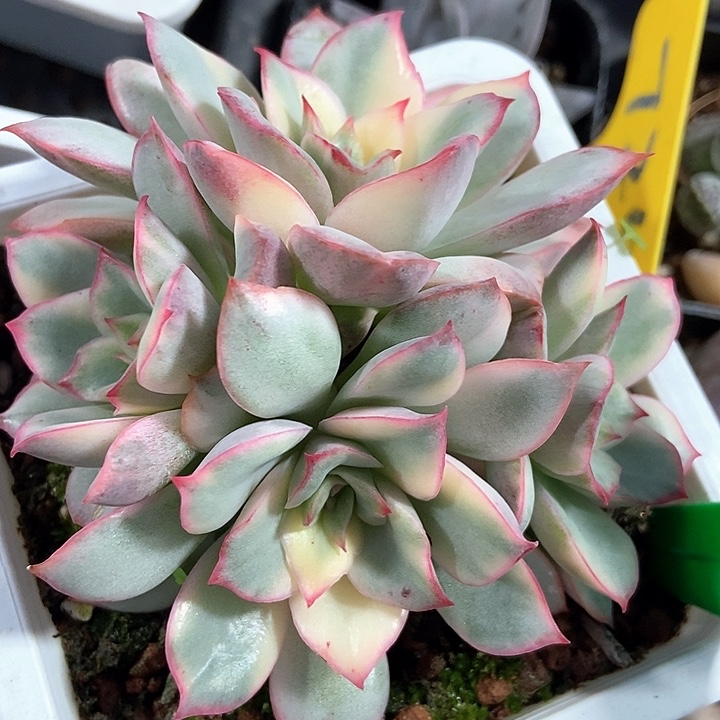 多肉植物月光女神锦777