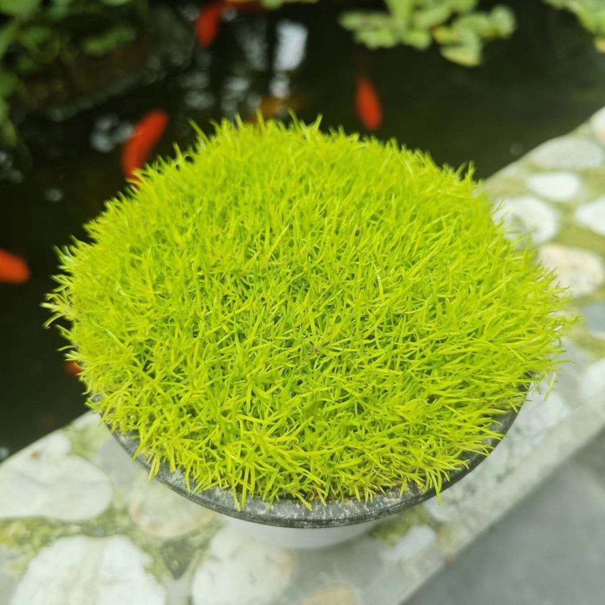 爱尔兰珍珠草庭院绿化耐寒耐旱室内室外都能养中华水陆缸植物绿植