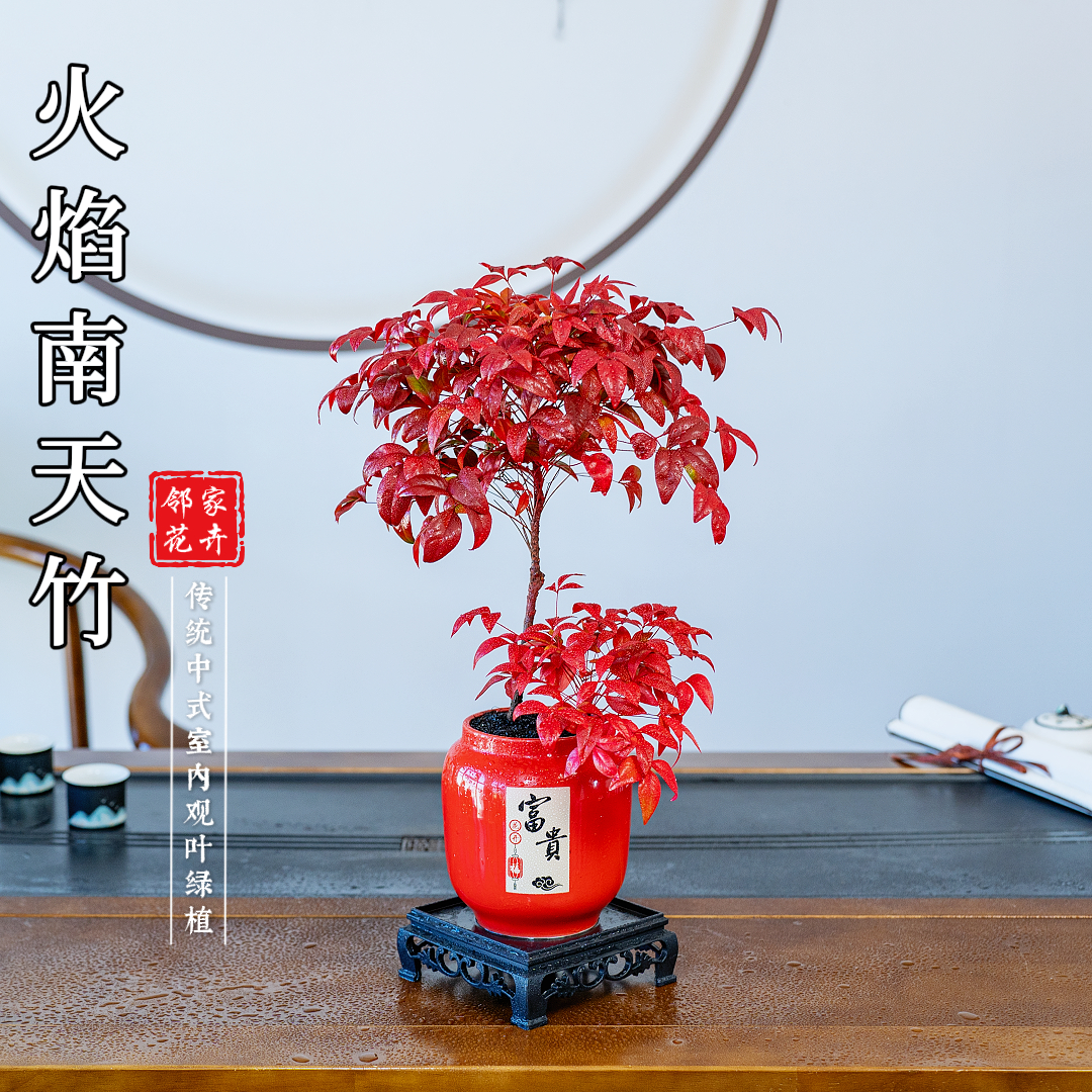 【火焰南天竹】室内桌面精致盆景冬季红耐寒耐冻好养绿植