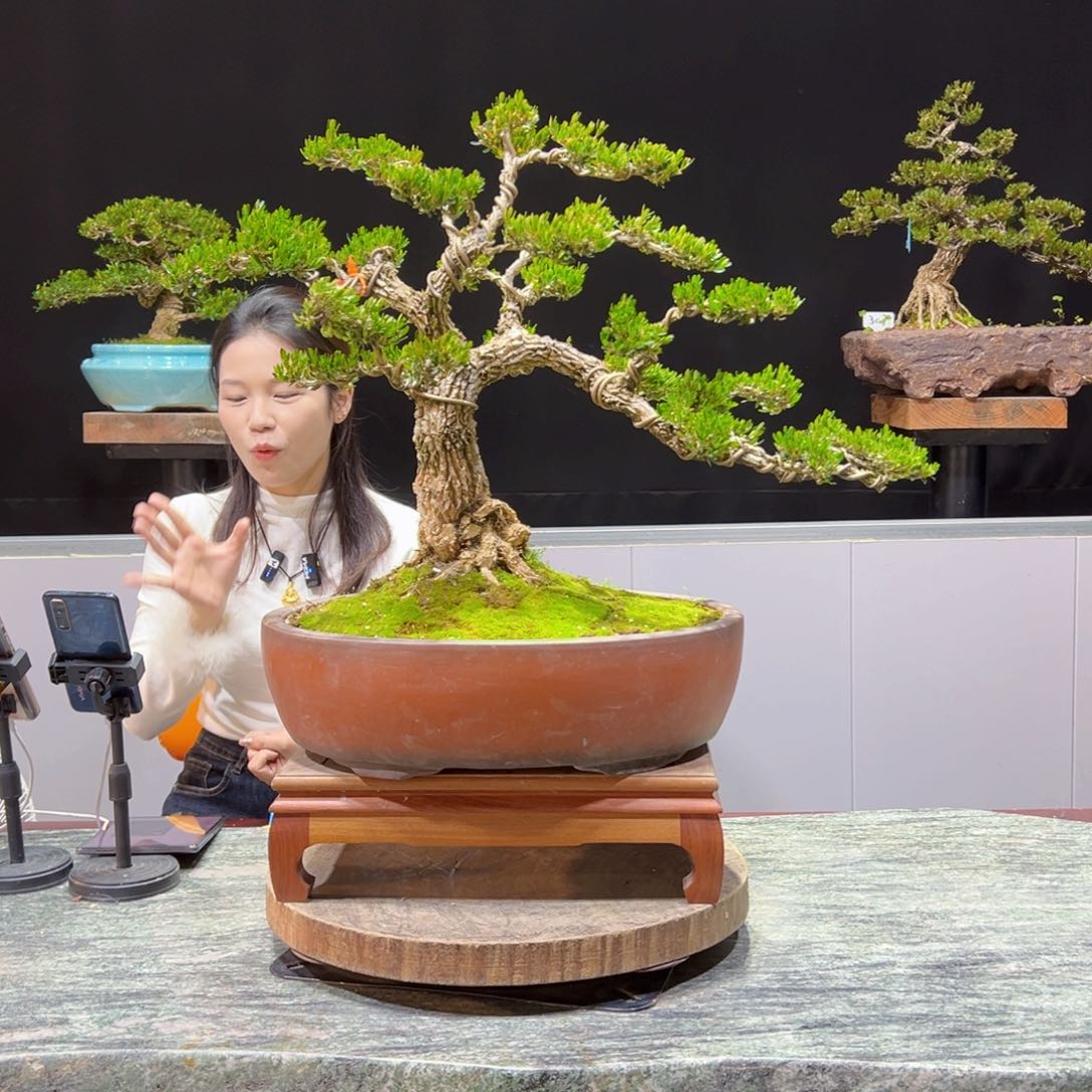 绿植黄杨盆景盆景