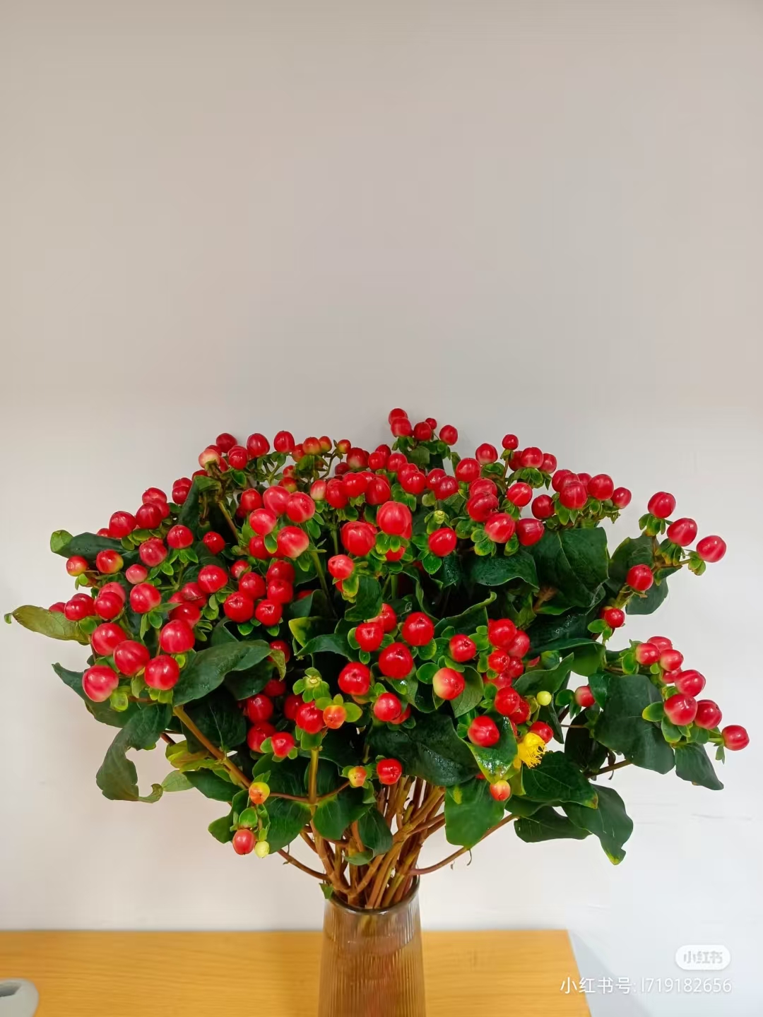 【龙洋花卉】 精选品质红豆若干支