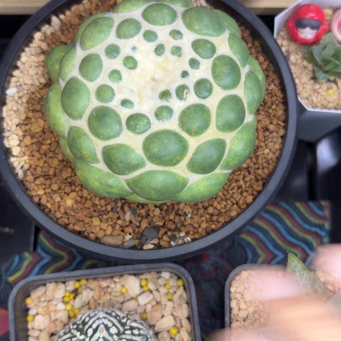 自根无刺象牙仙人球