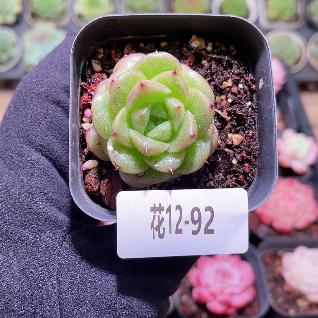 花利美12-92海王单头