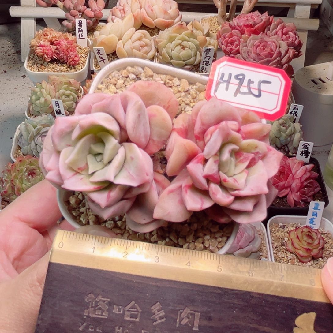 ?***静H955一物一拍 可爱精灵
