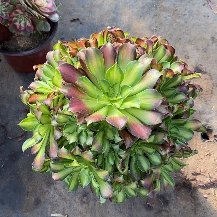 韶华15多肉植物法师的