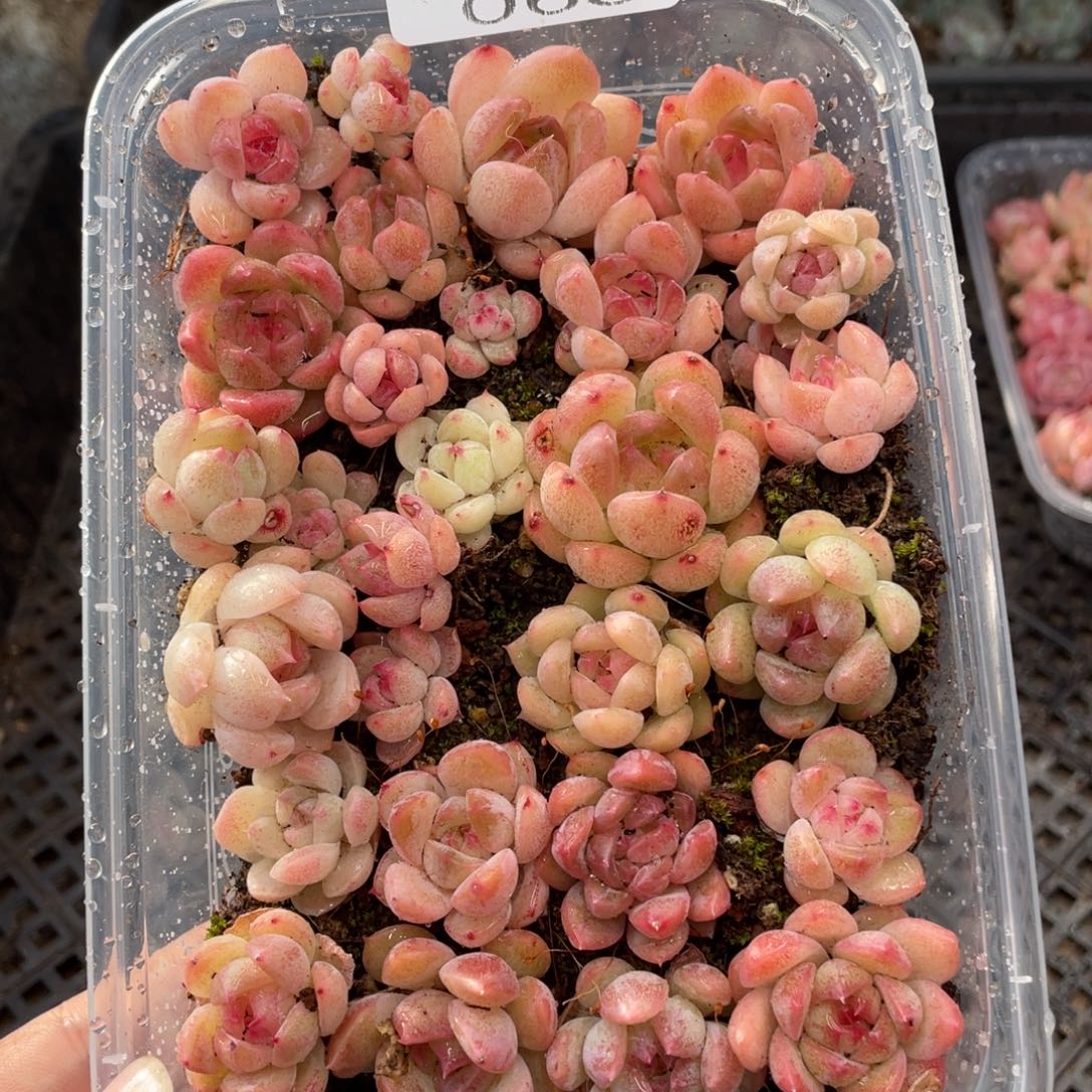 云糖心多肉植物68