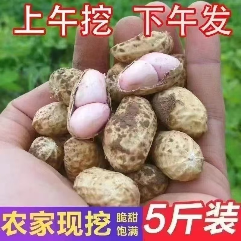 k【2025】河南沙地新鲜花生现挖粉皮花生带壳新鲜湿花生微带泥花生