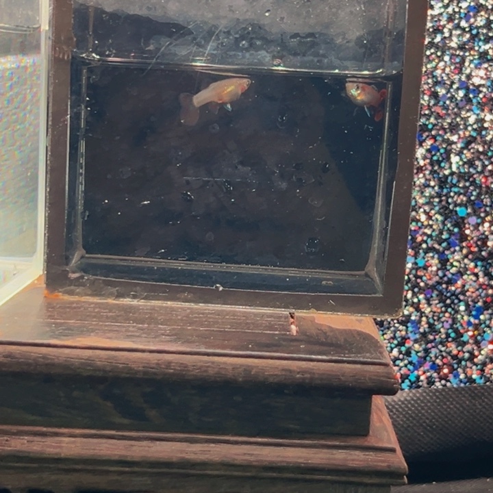 孔雀鱼马晶塔俩条母➕一对压成马晶塔半月