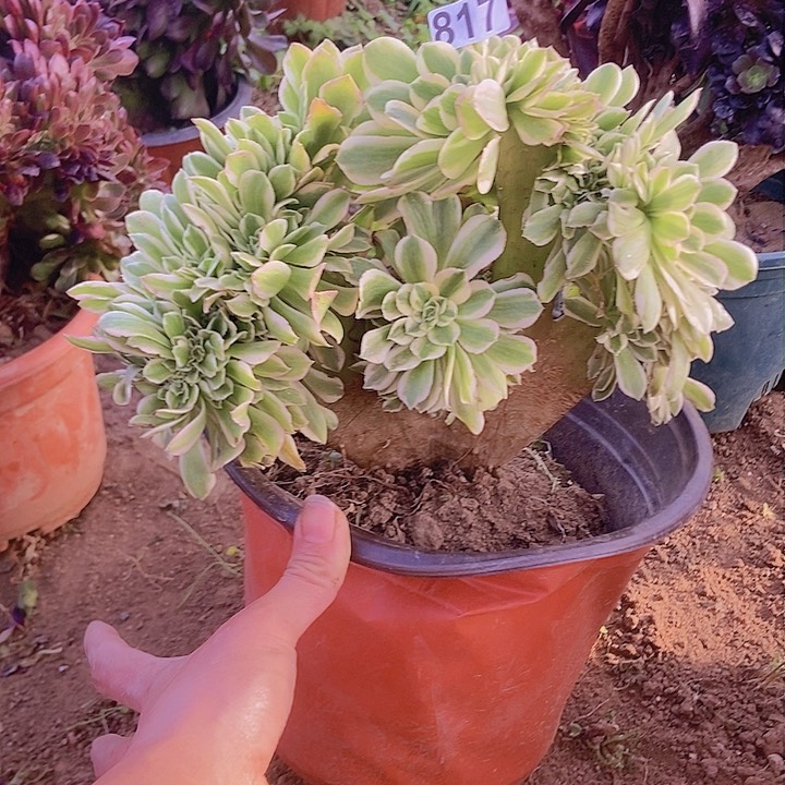 817颜宁老庄缀化老板子法师