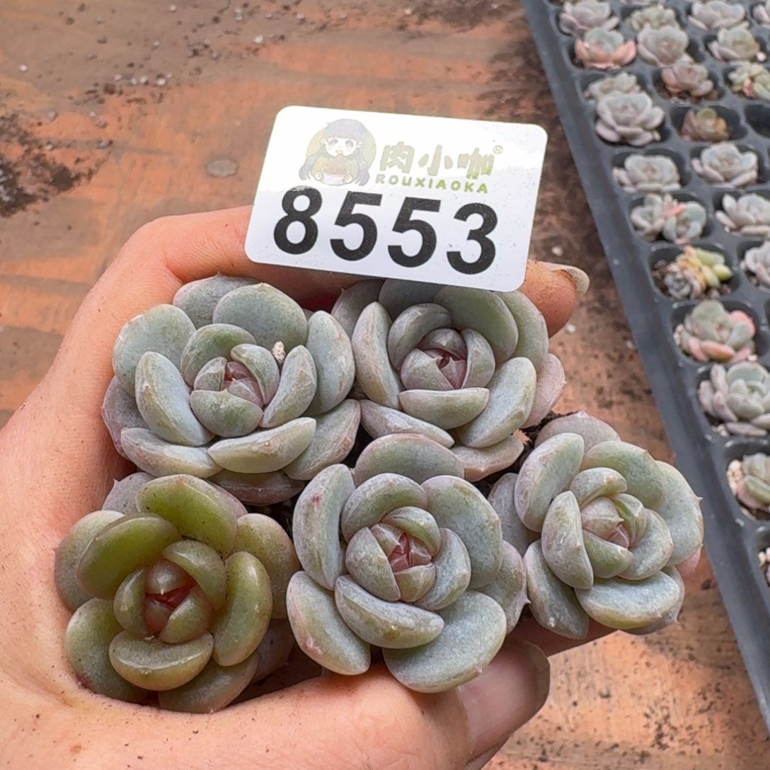 多肉植物多肉植物