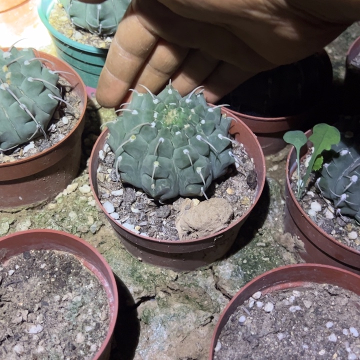 一本刺仙人球脱土发货10