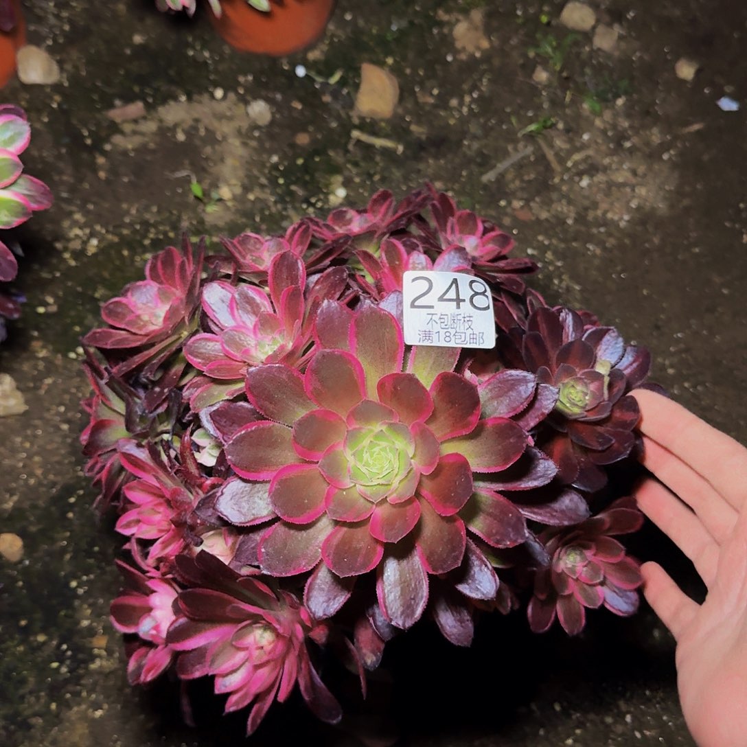 248玉姿多肉法师的的