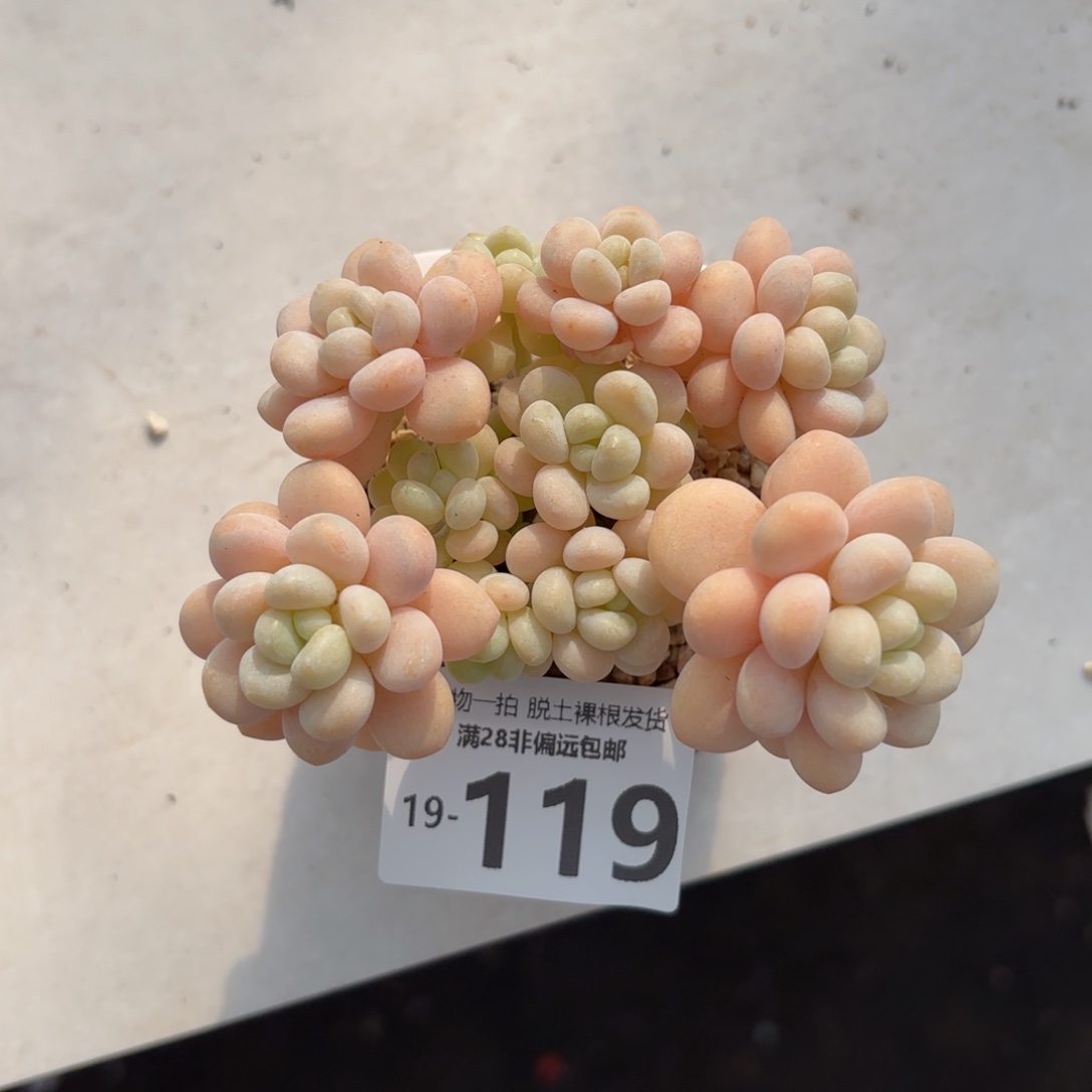 韩系洛可可老桩多肉