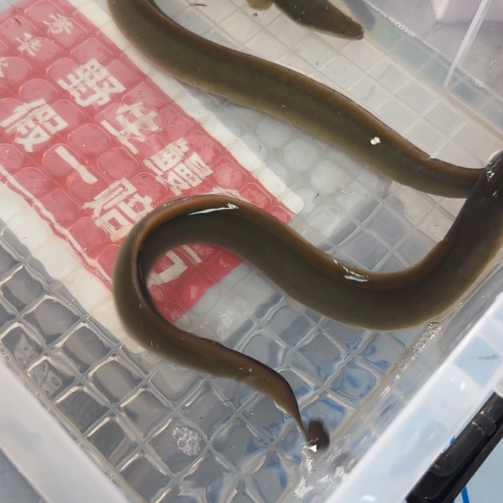 野生鳗鱼包活到家