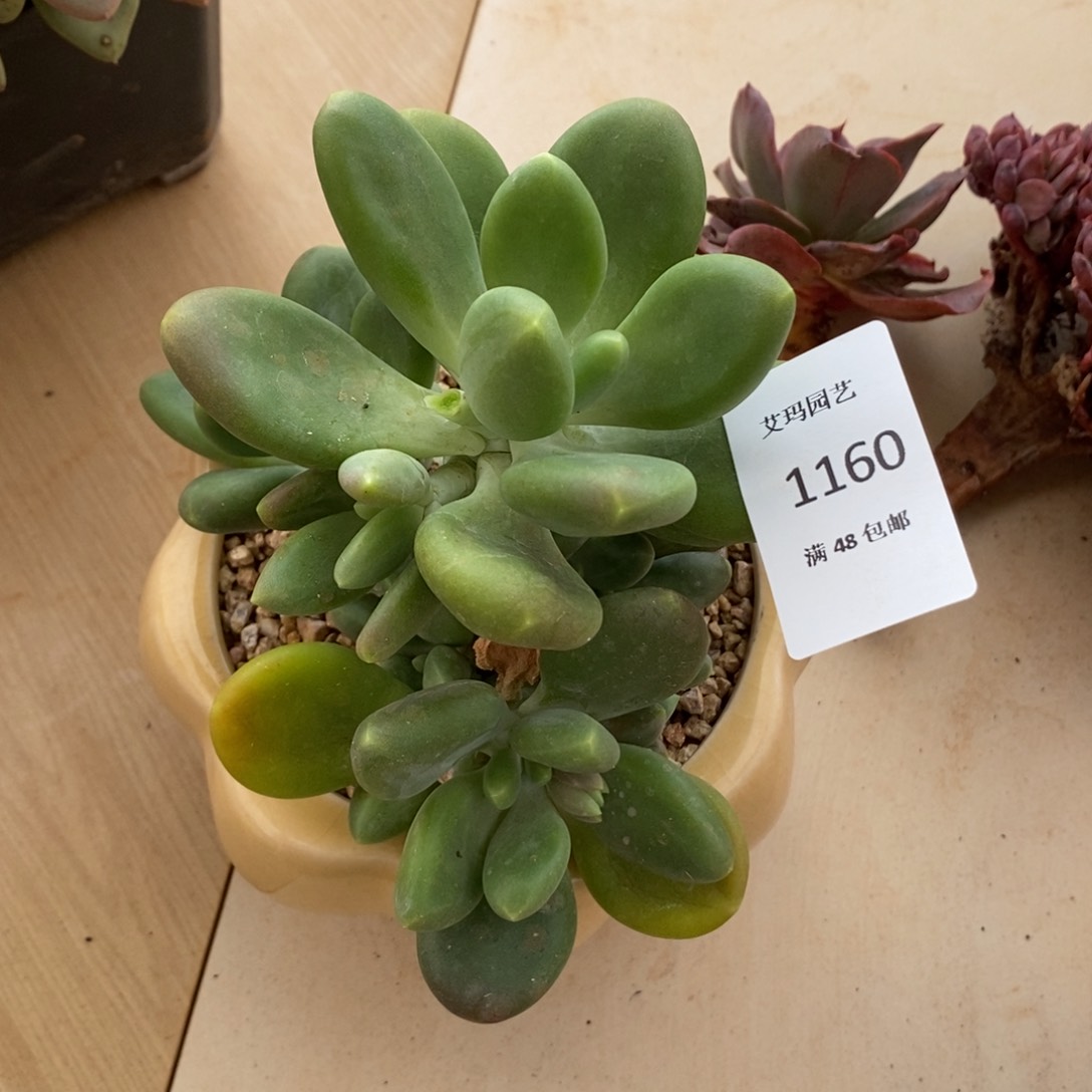 芒果美人群生多肉1160