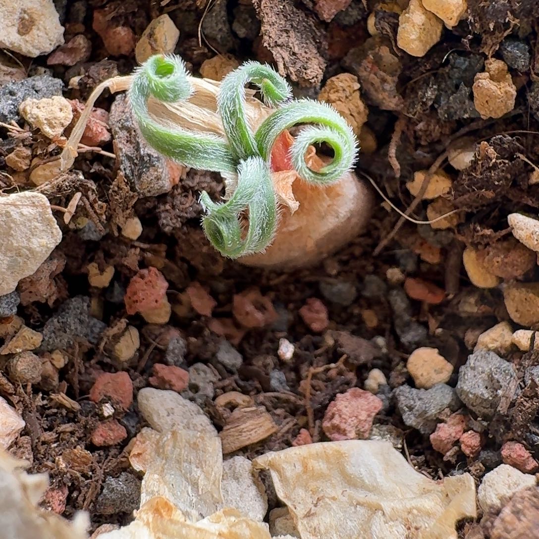 多毛特卷gl香果石蒜