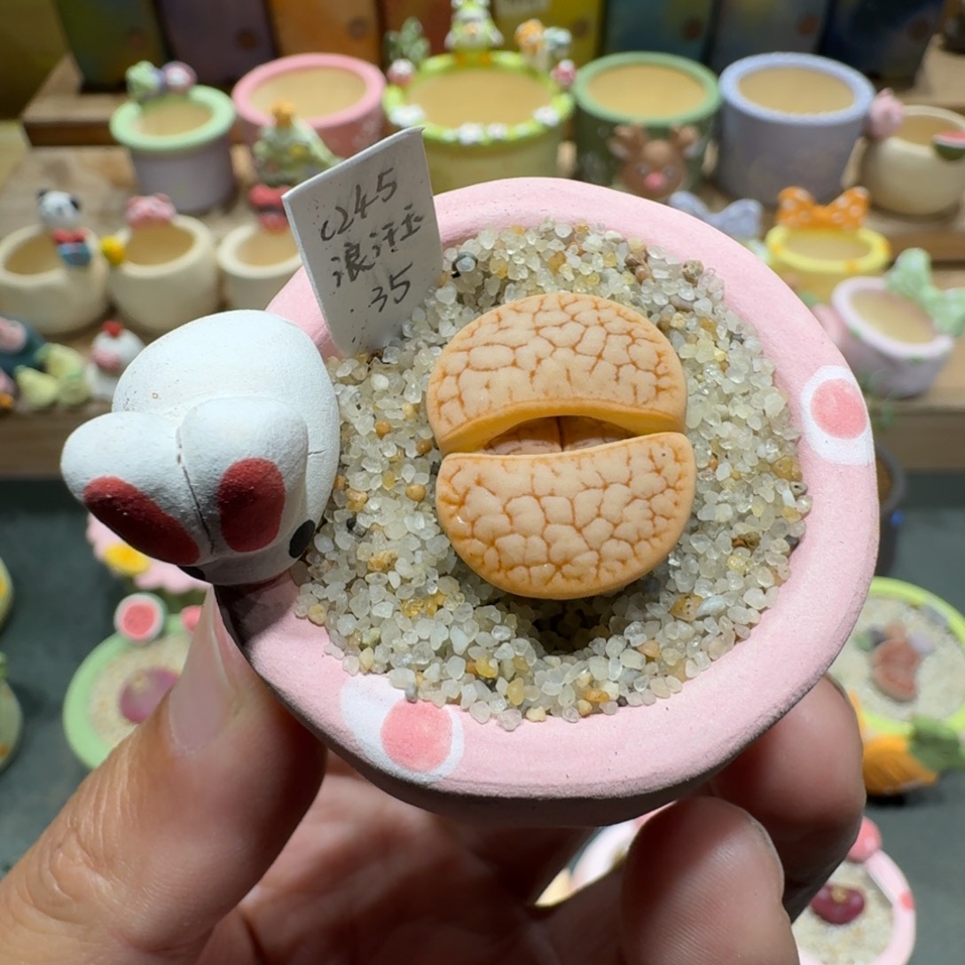 蘑菇1096浪汗玉多肉植物