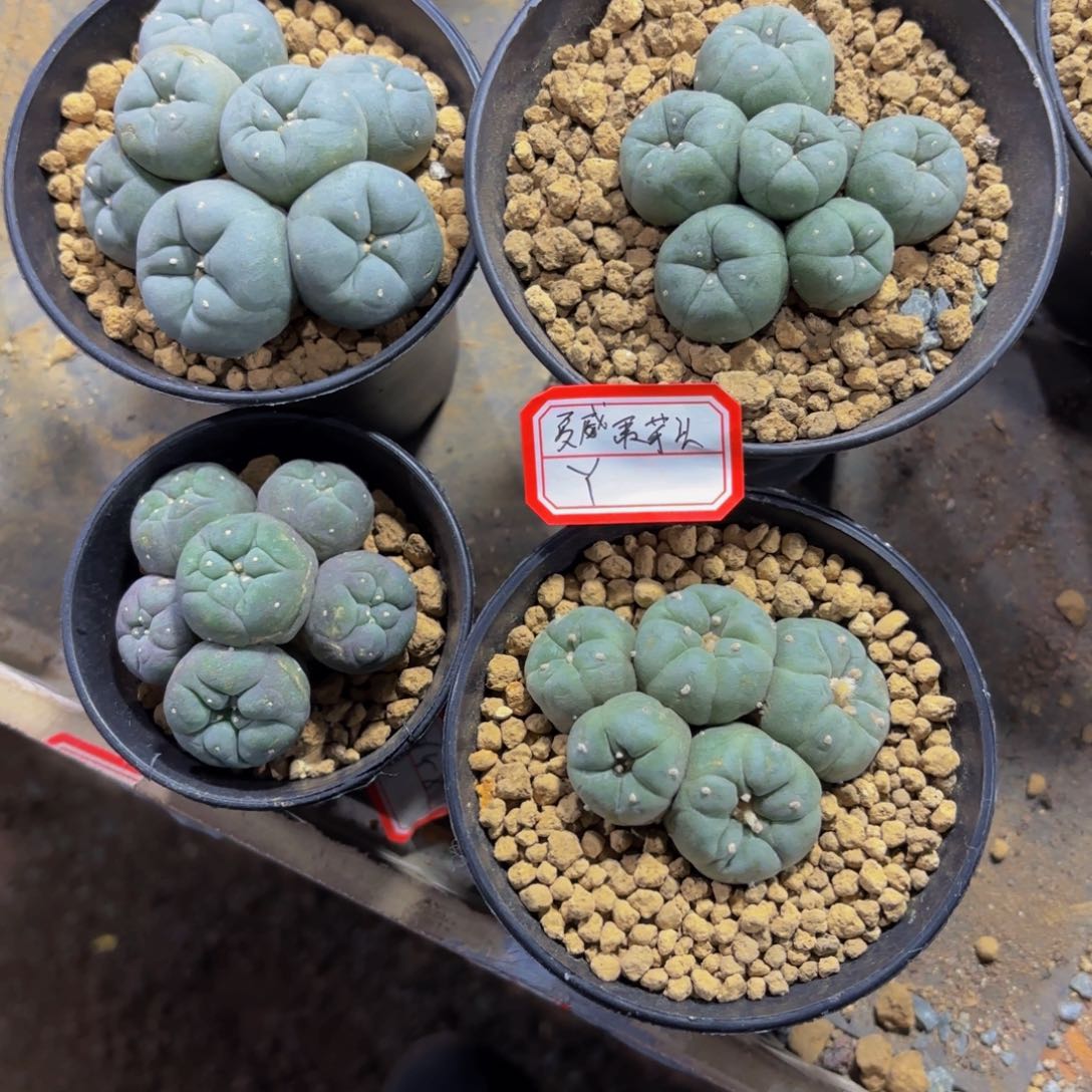 夏***头芋头专拍。         y。