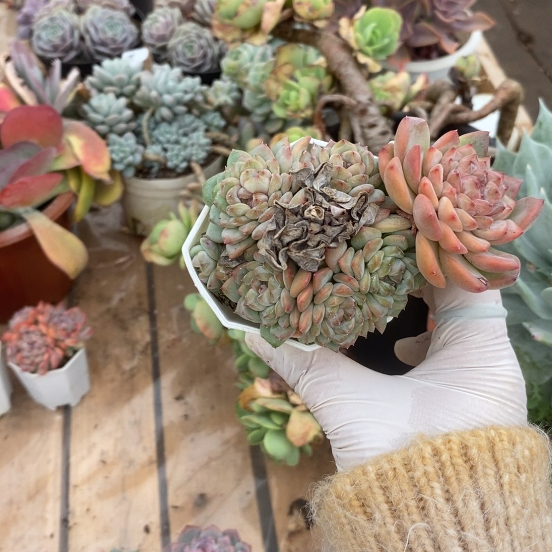 ᨳ***ᐝ4828冰魂多头一物一拍