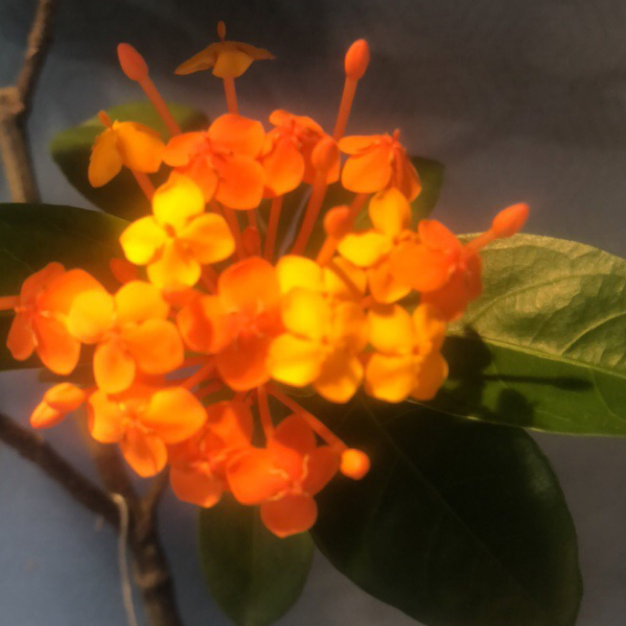 海岛龙船花，春花（一物一拍）以实物为准