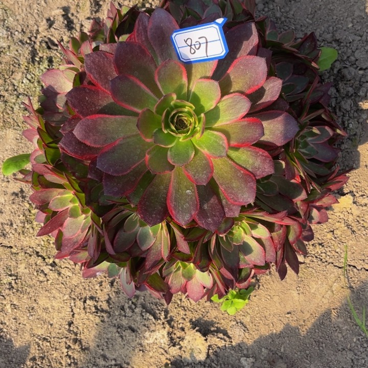 粉花妖多肉植物老庄