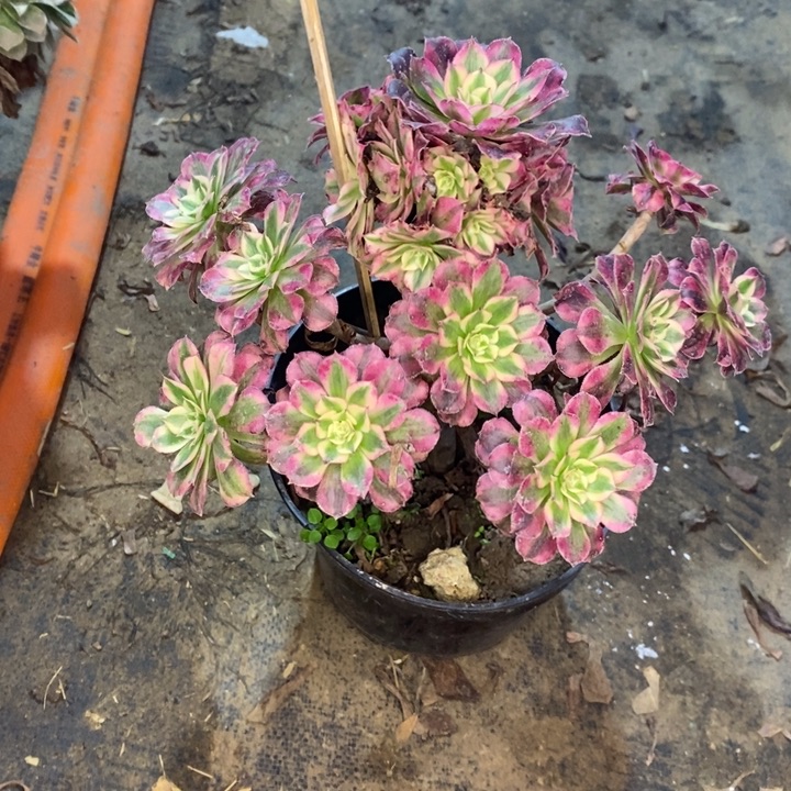 红桐超白2多肉植物法师法师