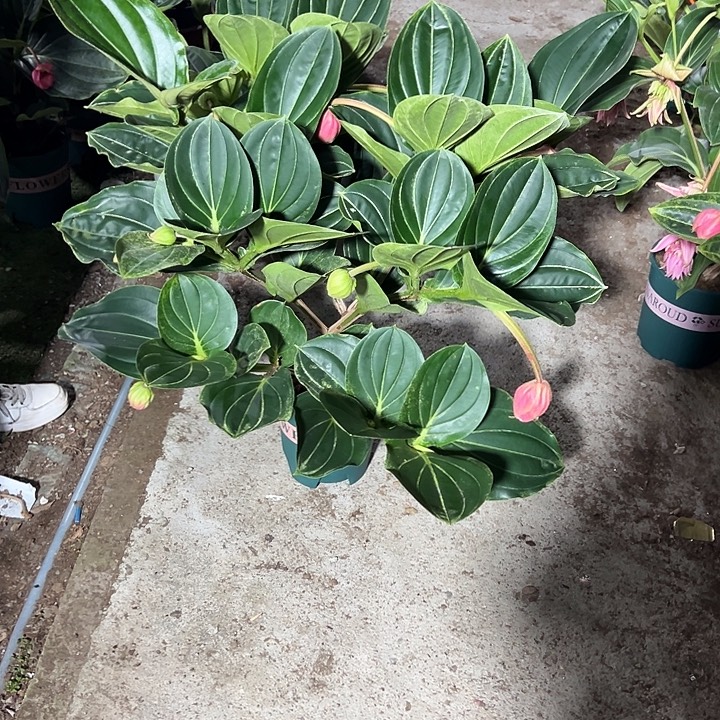 ****呀无花朵荷兰进口宝莲灯