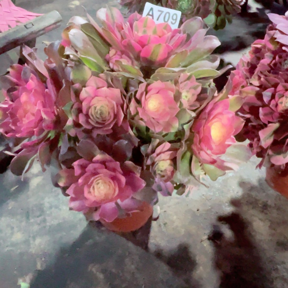 香妃腰庄福利出了 709