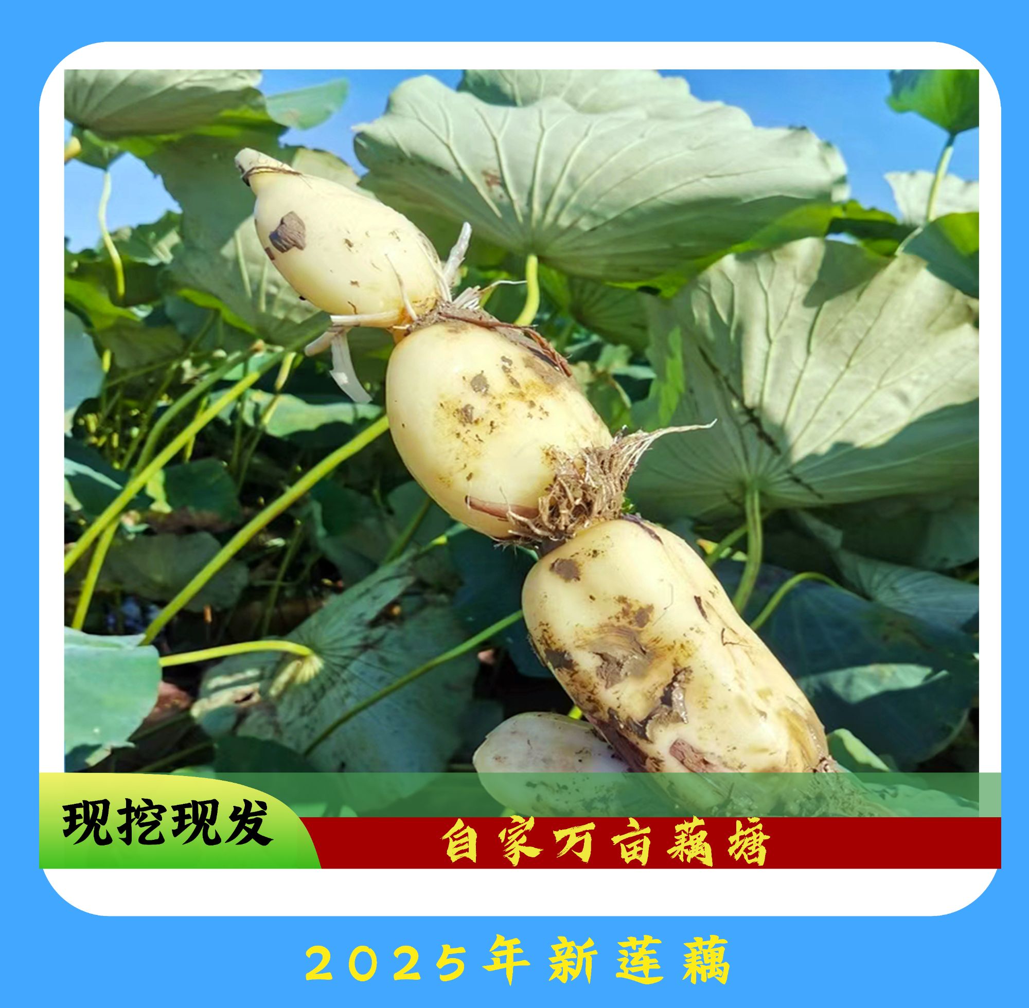 正宗云湖莲藕新鲜现挖粉藕脆藕农民自产清炒凉拌煲汤蔬菜七孔