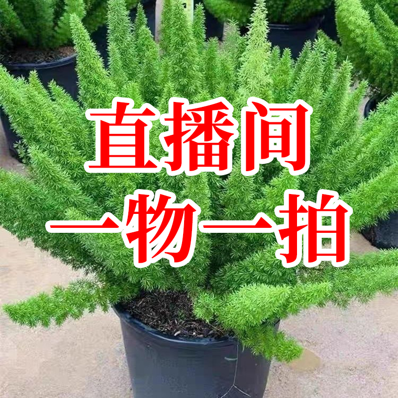 狐尾天门冬盆栽室内外好养四季常青网红花卉绿植一物一拍链接