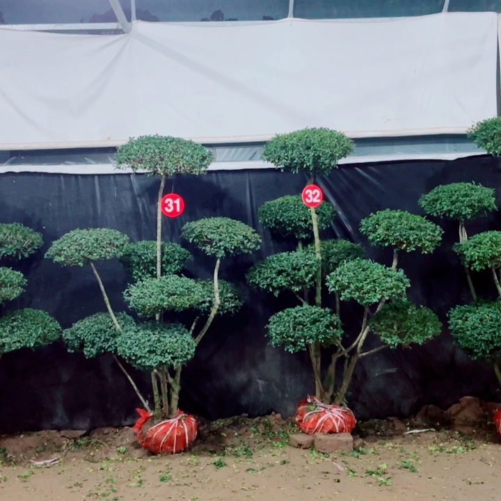 无花朵一物一拍一物一拍