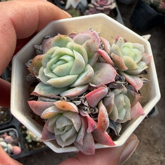 154冰片锦多肉植物多