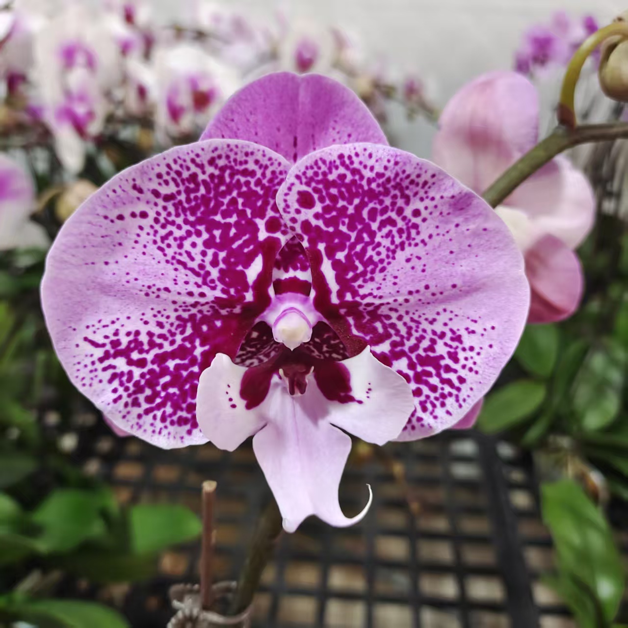 蝴蝶兰【乌龙茶】中大花型 带花发货 花色特别 高级花卉 送人送礼