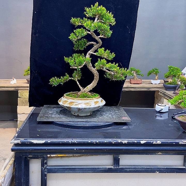 黄杨盆景四季常青不落叶