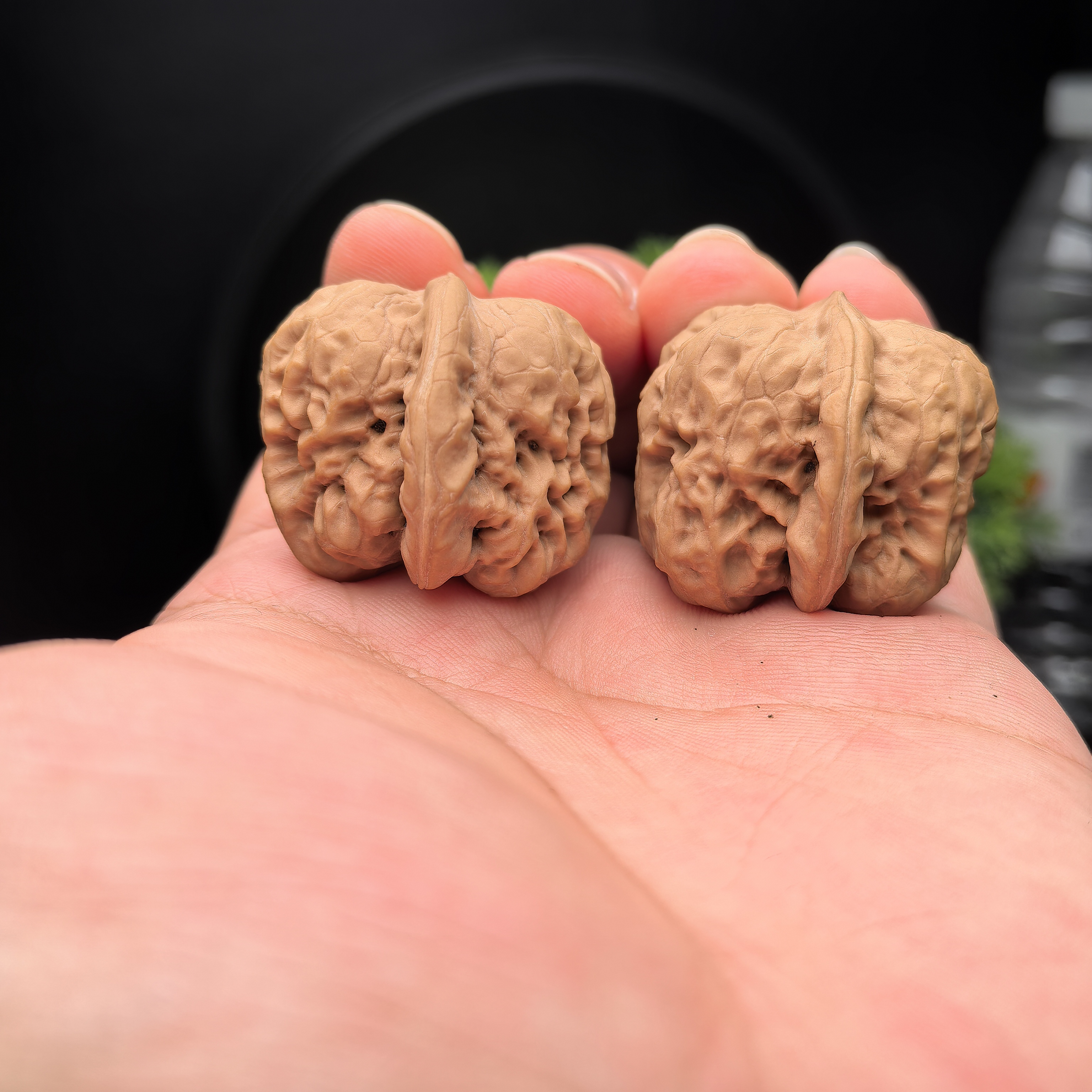 A108小众品种达摩狮子头蛇皮纹（边36肚35高32）