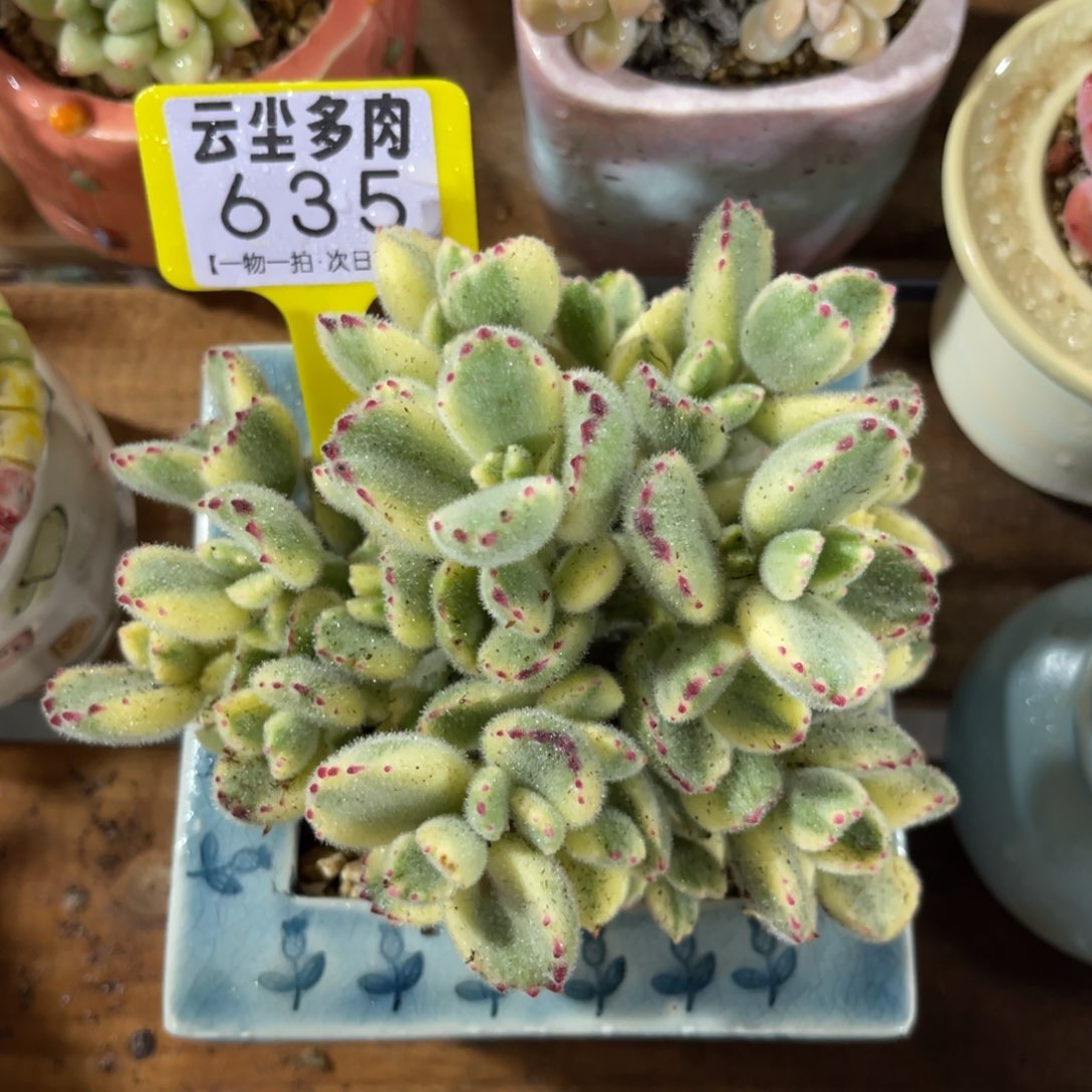 云尘多肉一物一拍635不含盆