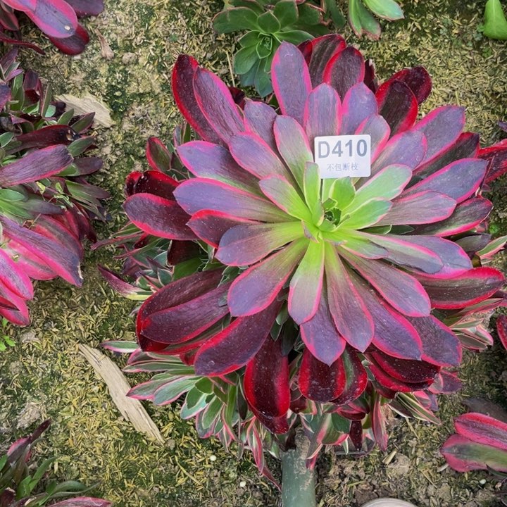 410金丝却多肉法师不包断枝