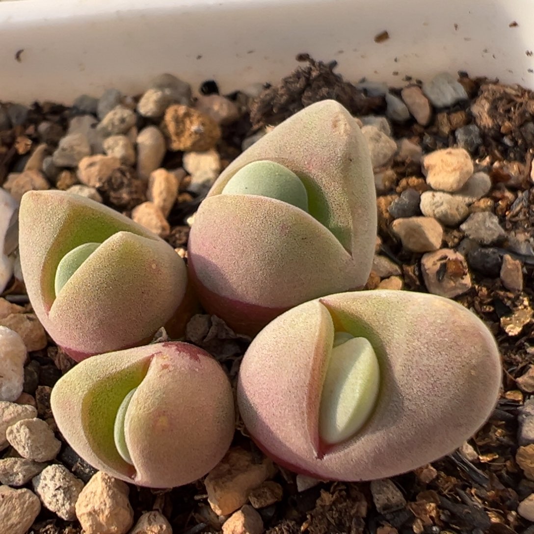 66多肉植物百科白魔