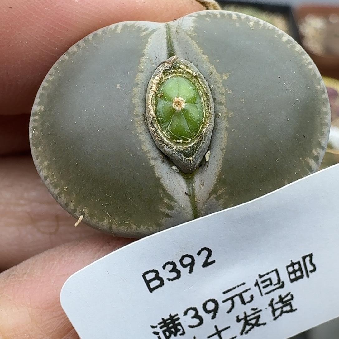 392多肉哈哈哈哈哈哈哈
