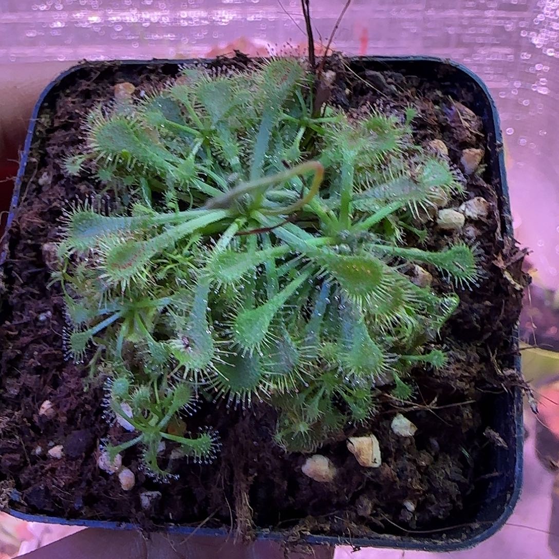 无花朵专拍东海茅膏菜