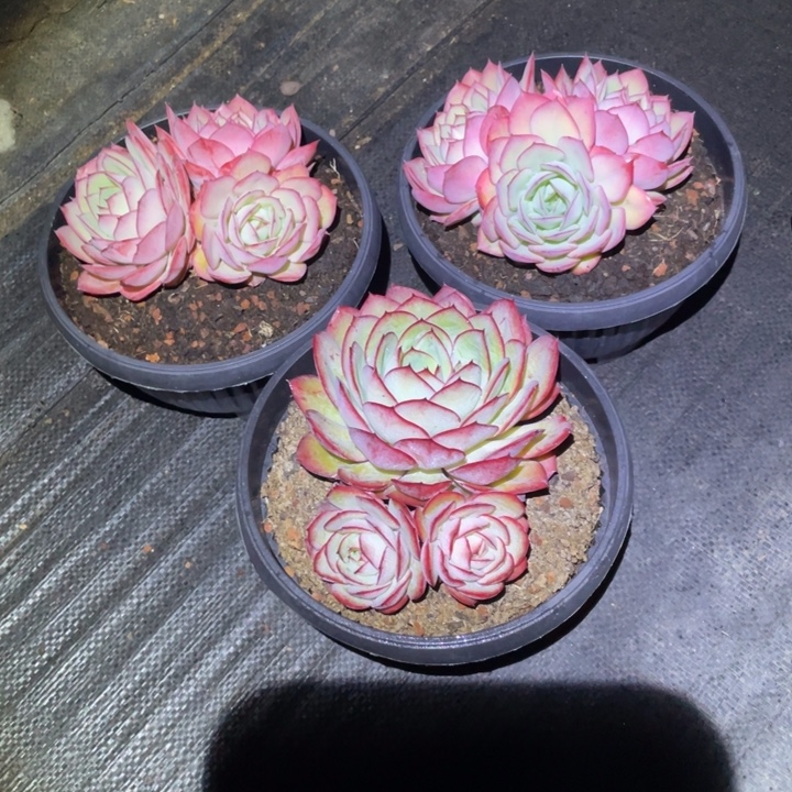 向***️牡丹亭两颗一物一拍