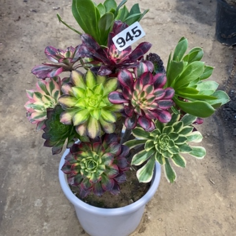 945嫁按多品种1245677889