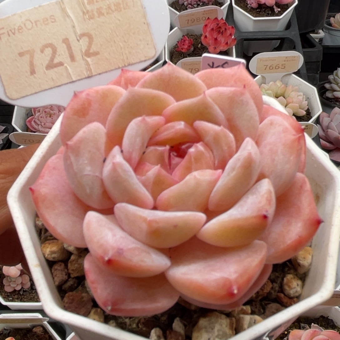 粉魄7212-5.5厘米