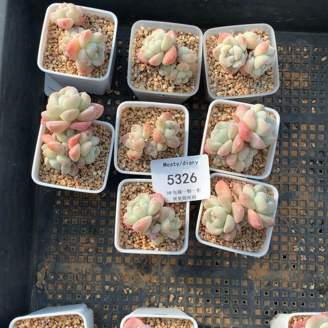 特5326精控冰玉3到4头4厘米左右8颗一组脱土发