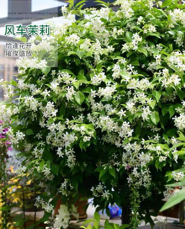 风车茉莉爬藤植物垂丝络石藤四季开花苗室内阳台花卉盆栽常青绿植