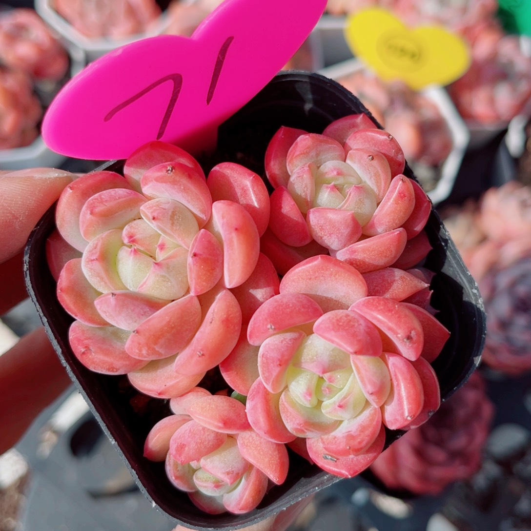 71号小老桩糖心群