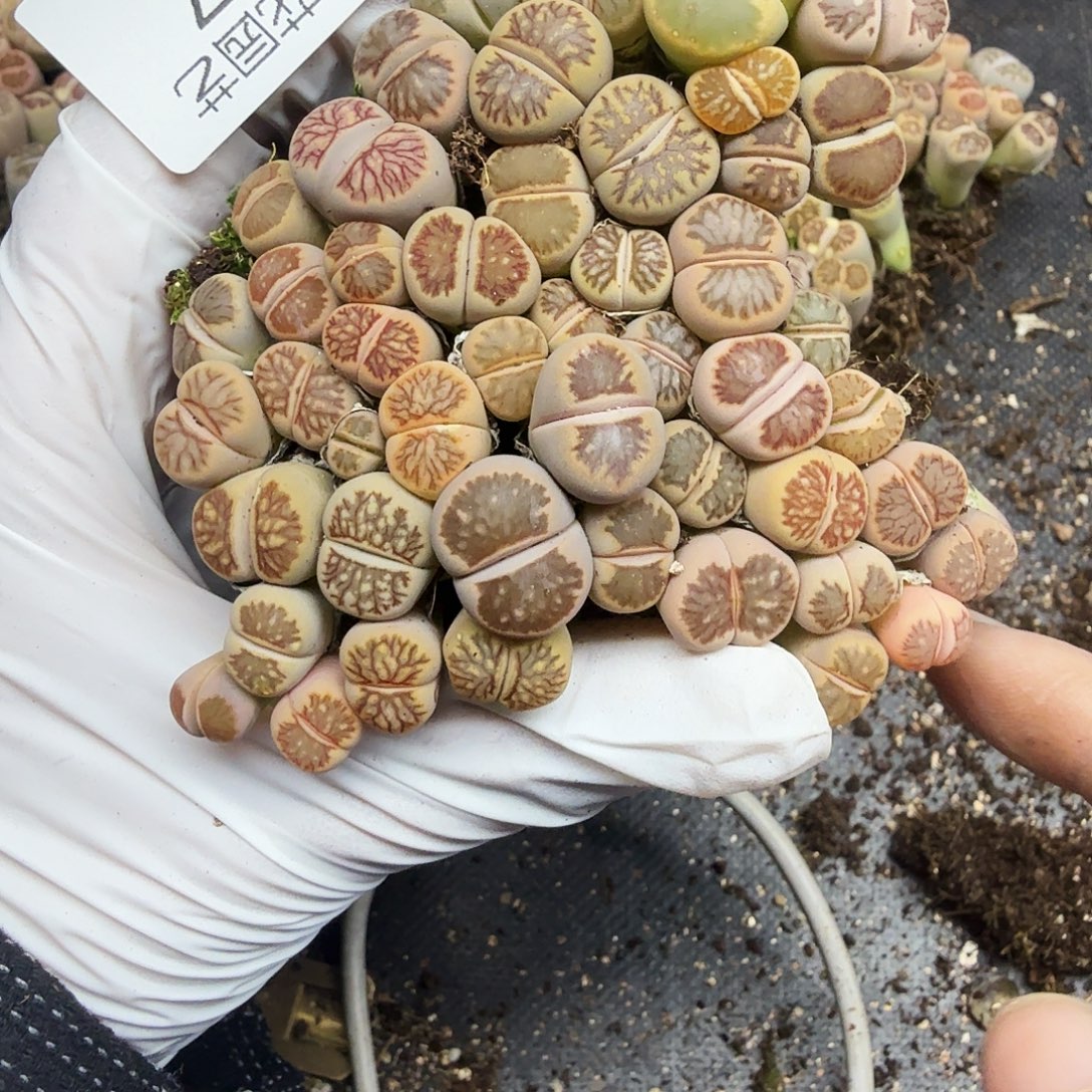 你不去上班呀么啊哈哈不677