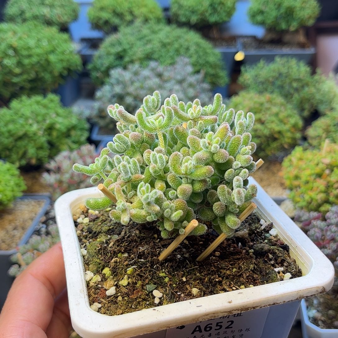 652冰晶枝干番杏多肉