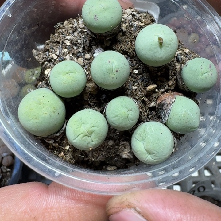 21 多肉植物多肉植物